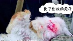 兔子被我践踏了。